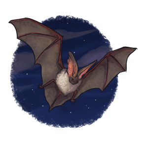 Bat