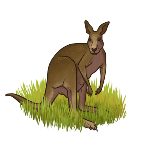 Kangaroo